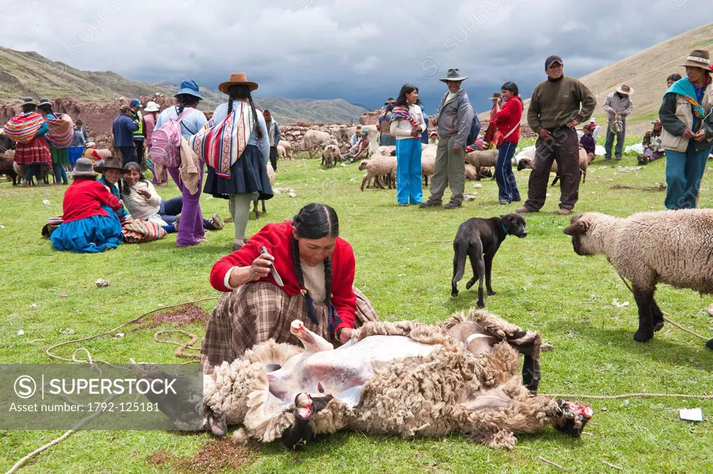 Peru, Cuzco province, Inca Sacred Valley, San Ilario, cattle market, Quechua Indian butchering a sheep