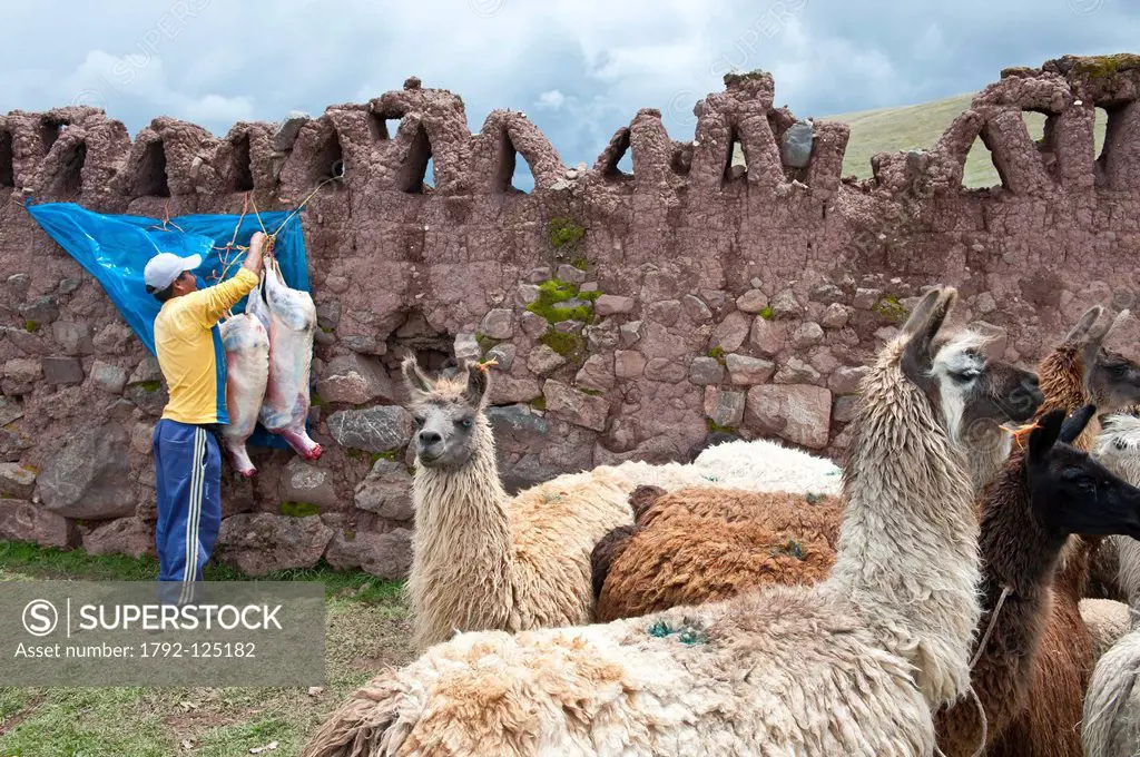 Peru, Cuzco province, Inca Sacred Valley, San Ilario, cattle market, lamas