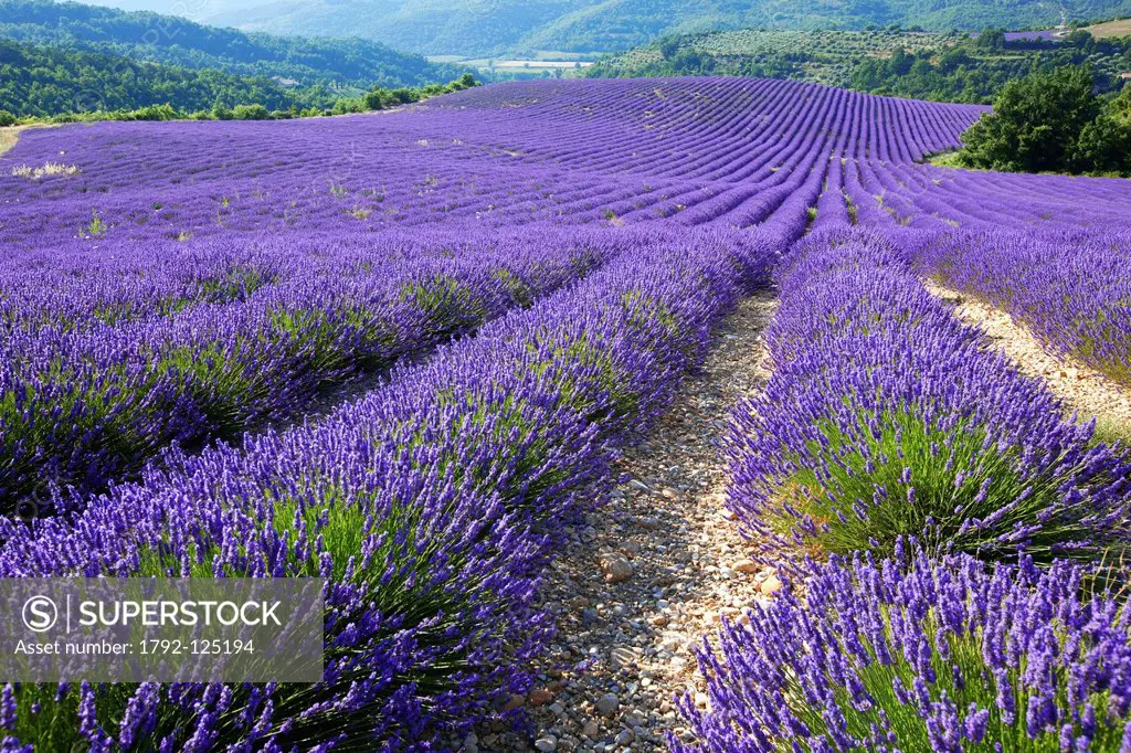 France, Alpes de Haute Provence, around Entrevennes, lavender