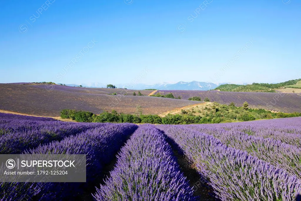France, Alpes de Haute Provence, around Puimichel, lavender