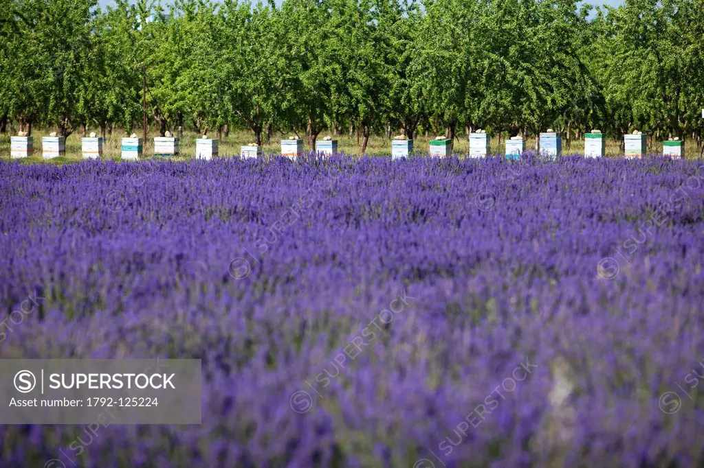 France, Alpes de Haute Provence, Parc Naturel Regional du Verdon Natural Regional Park of Verdon, Valensole plateau, Valensole, hive in lavender