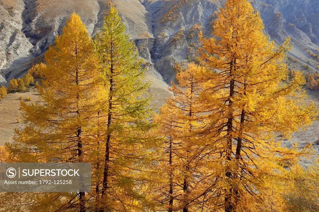 France, Alpes de Haute Provence, Parc National du Mercantour National Park of Mercantour, Haut Ubaye near Jausiers, Sagnes valley, larch in autumn