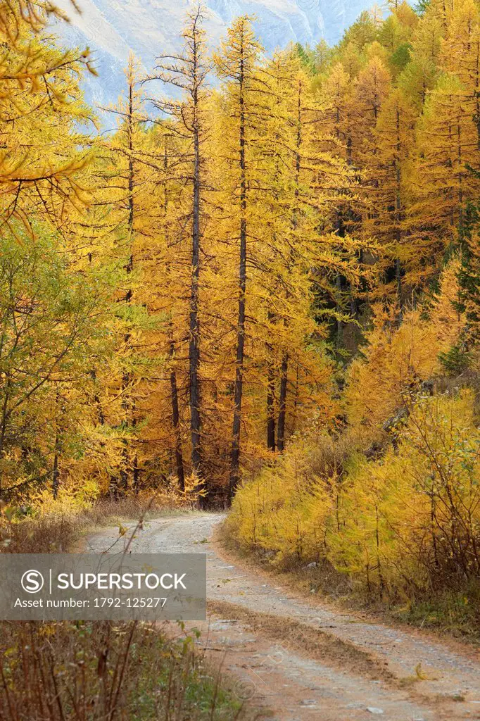 France, Alpes de Haute Provence, Parc National du Mercantour National Park of Mercantour, Haut Ubaye near Jausiers, Sagnes valley, larch in autumn