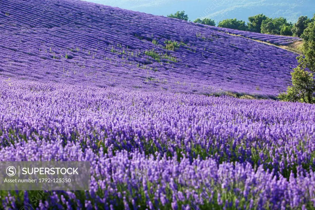 France, Alpes de Haute Provence, around Entrevennes, lavender