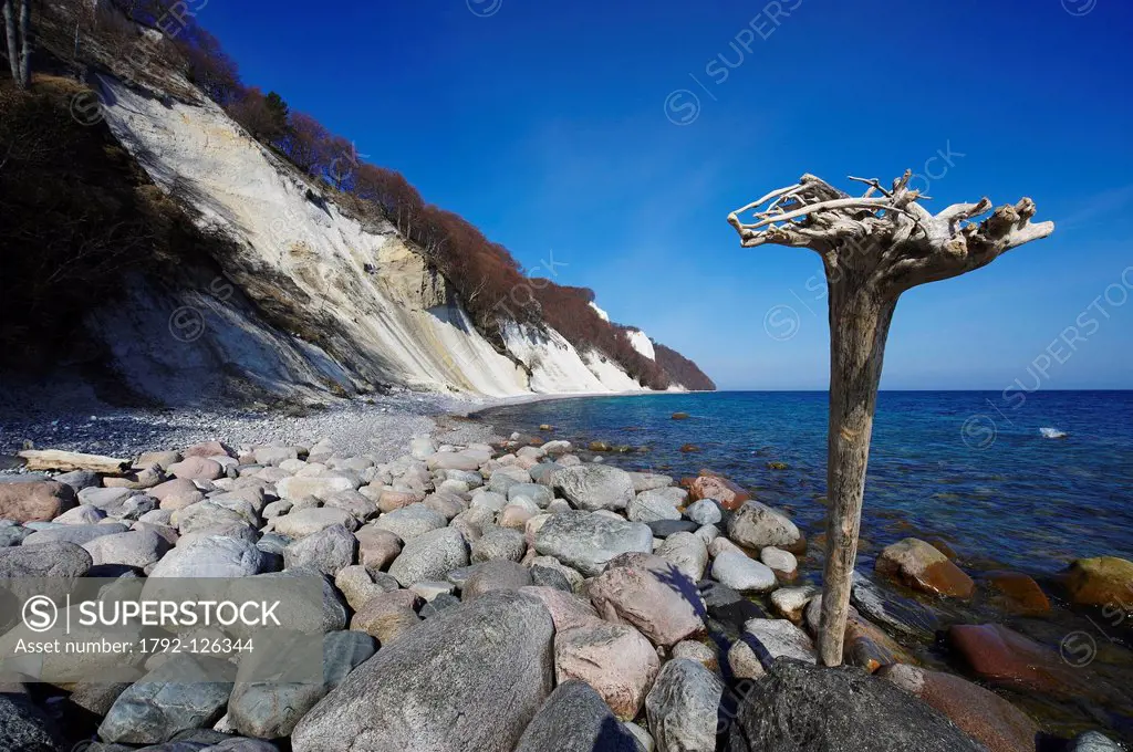 Germany, Mecklenburg_Western Pomerania, Ruegen island, National Park of Jasmund, listed as World Heritage by UNESCO, white´s chalk´s cliffs, trunk on ...