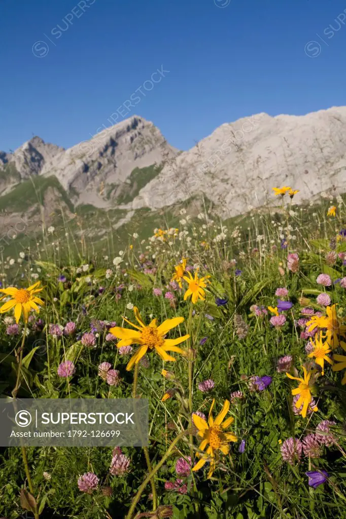 France, Haute Savoie, Col des Annes Annes path, mountain landscape with Arnica Arnica montana in the foreground