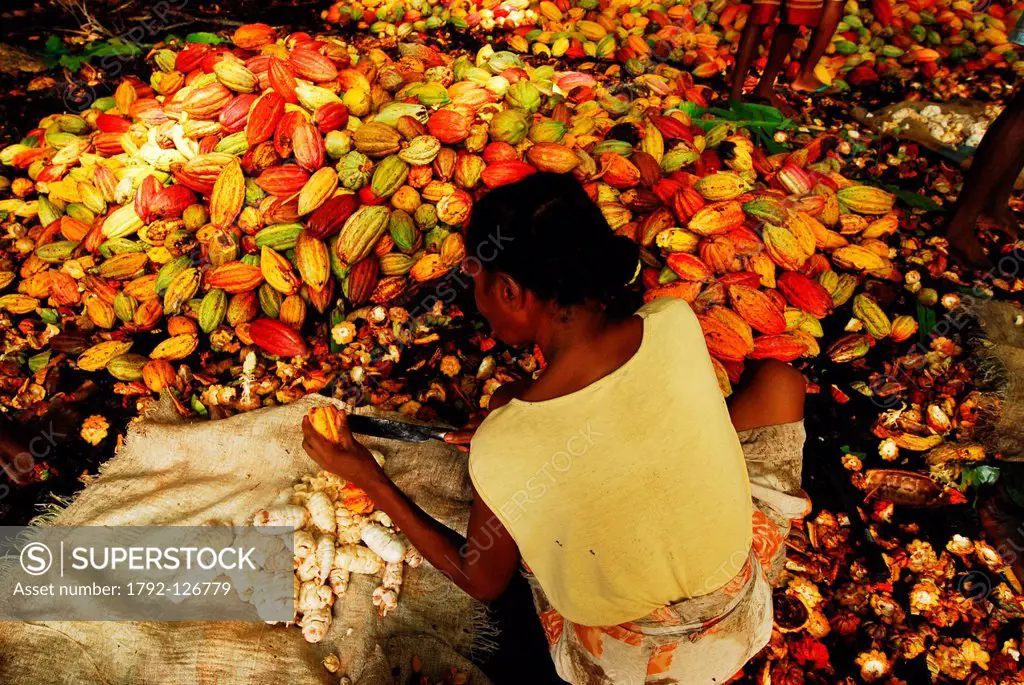 Madagascar, North, Diego_Suarez Province Antsiranana, Diana Region, Ambanja, black woman peeling cacao beans with machete