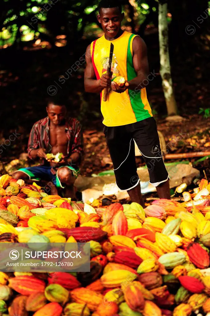 Madagascar, North, Diego_Suarez Province Antsiranana, Diana Region, Ambanja, group of black men peeling cacao beans with machete
