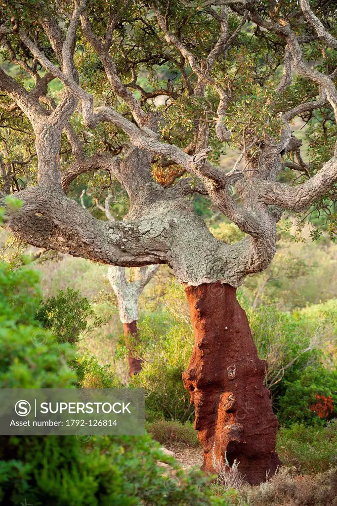 Italy, Sardinia, province of Nuoro, Orosei, Cork oak Quercus suber in the National Park of Gulf of Orosei and Gennargentu