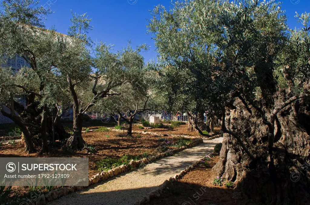 Israel, Jerusalem, holy city, old town, Olive trees Garden near the Agony church on the Mount of Olives, where the Christ was captured