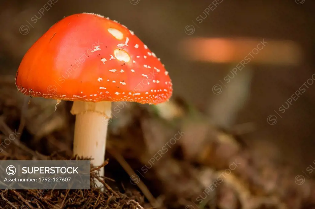 Slovakia, Banska Bystrica, National Park of Vel´ka Fatra, mushroom fly agaric Amanita muscaria