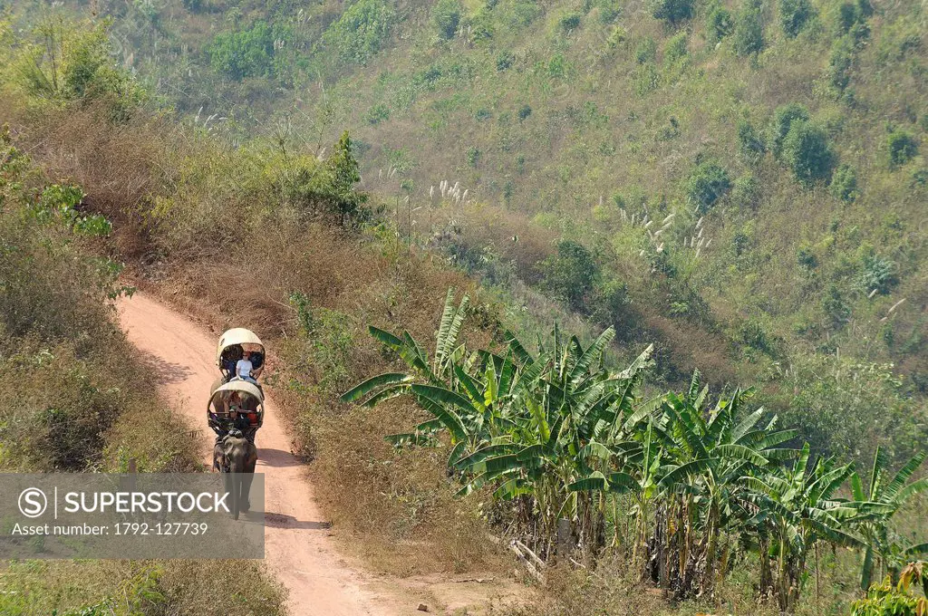 Laos, Sainyabuli Province, Thanoon, elephants and their mahouts for a trek on a path through the banana