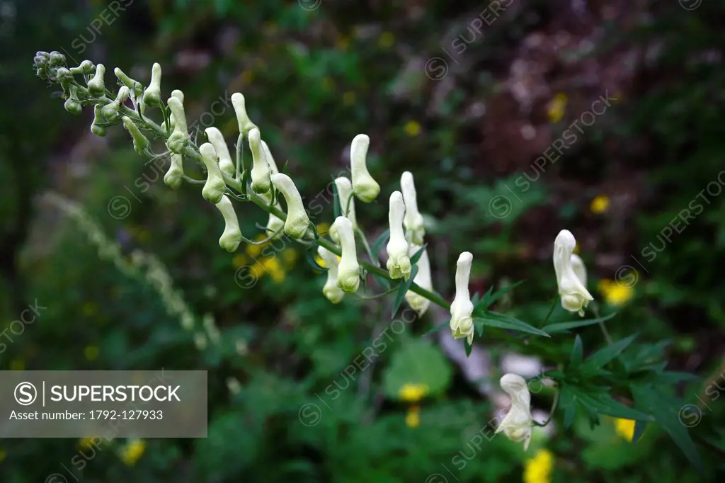 France, Hautes Alpes, Buech Aconite Wolfsbane Aconitum lycoctonum, very toxic plant