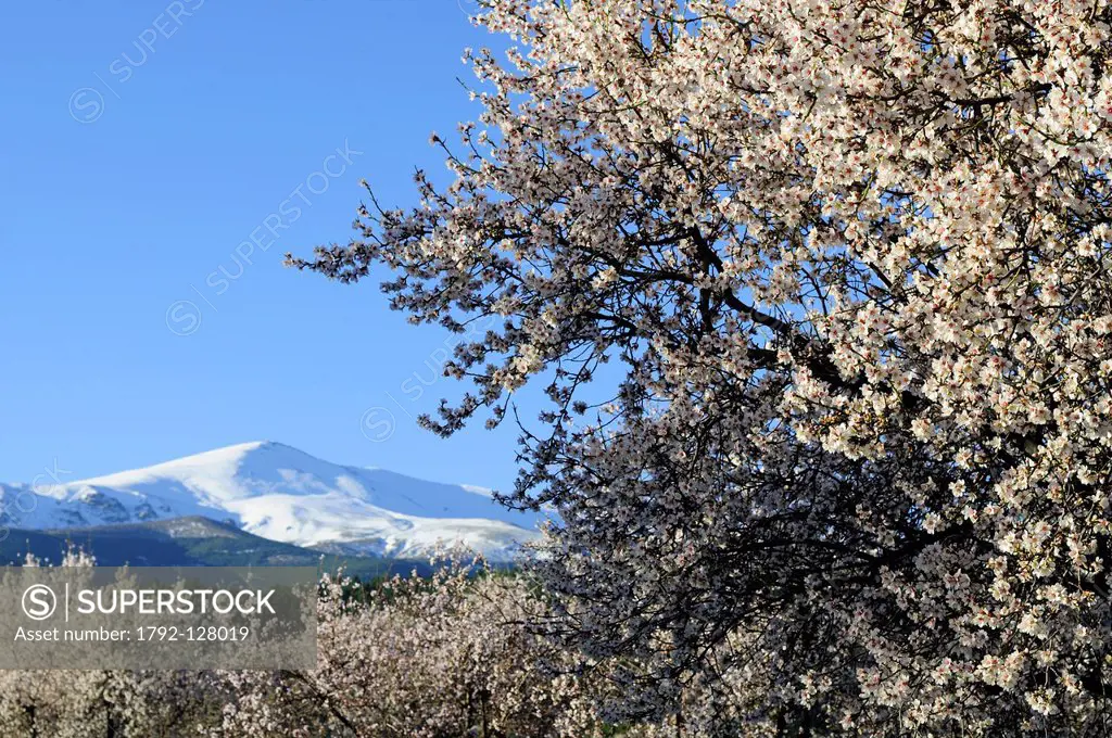 Spain, Andalucia, Sierra Nevada, Jerez del Marquesado, almond tree blossom