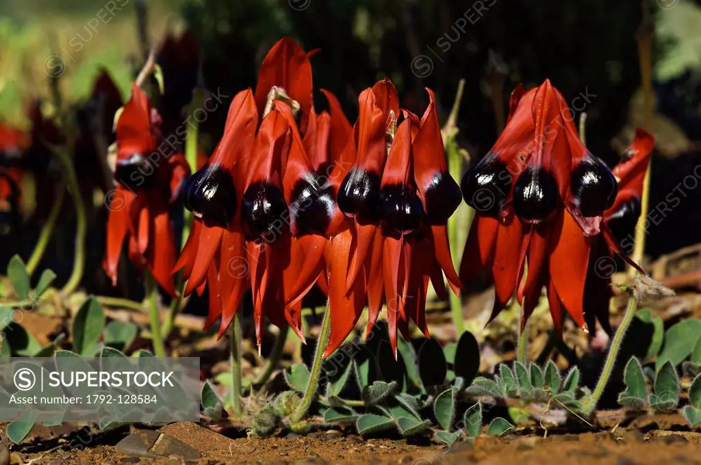 Australia, South Australia, Parachilna area, Sturt´s desert pea, Swainsona formosa, the state flower of South Australia, adopted as the state´s floral...