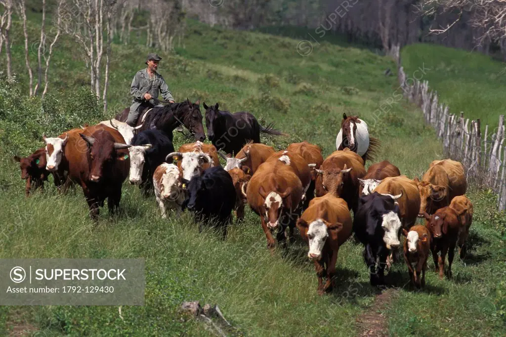 France, New Caledonia, Northern Province, stockman