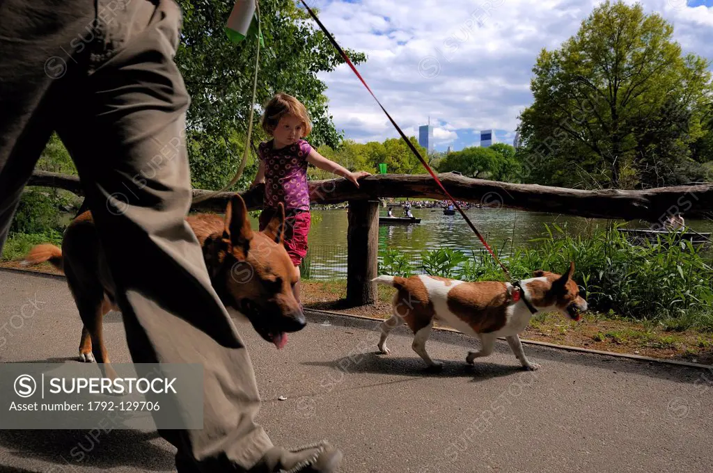 United States, New York City, Manhattan, Central Park, dog walking