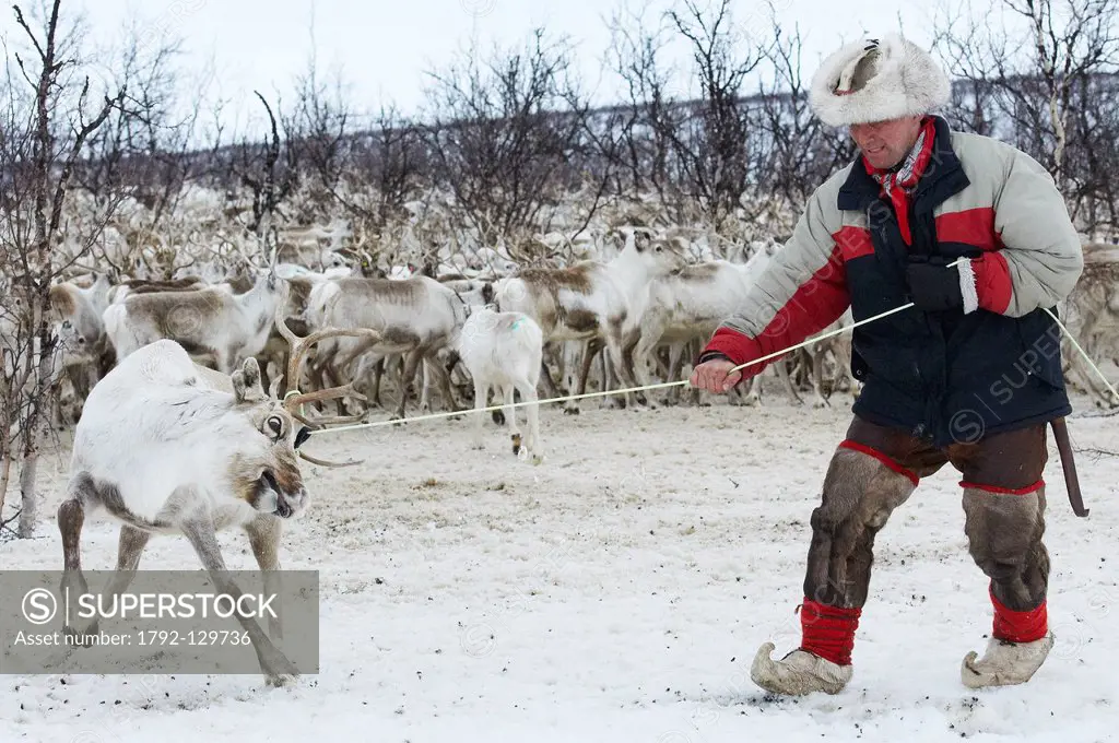 Norway, Lapland, Finnmark County, Karasjok, the great annual reinder migration reinder lasso catching