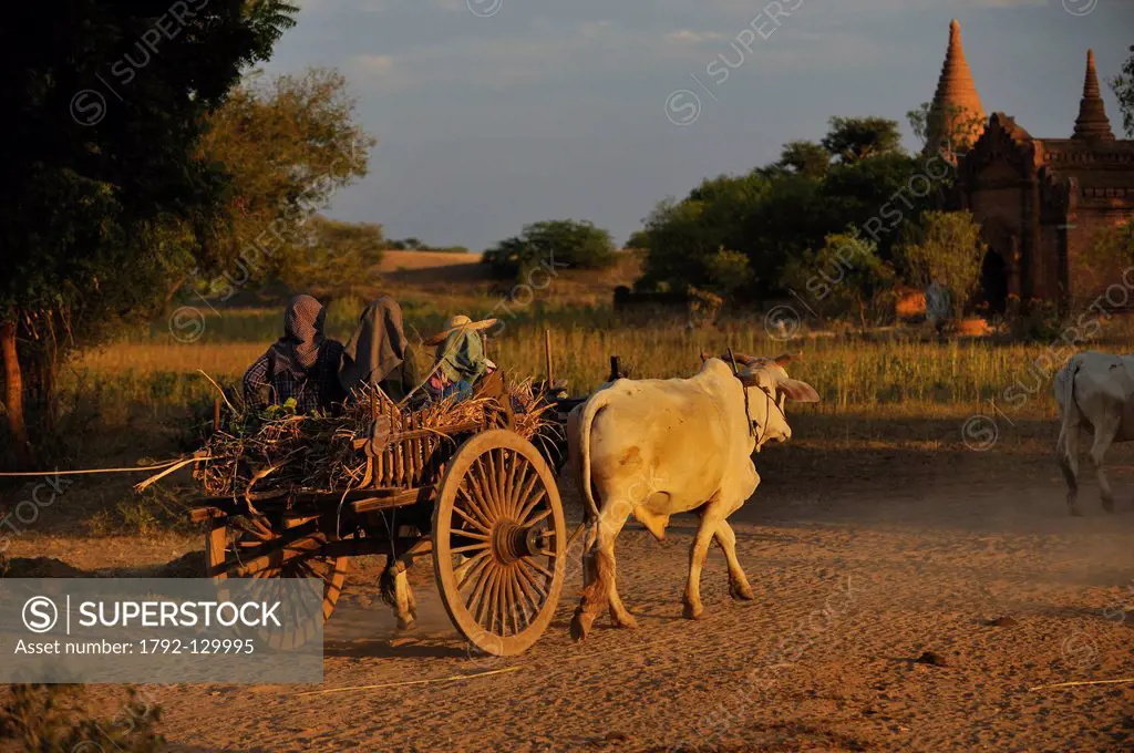 Myanmar Burma, Mandalay Division, Bagan Pagan, farmers in a oxcart