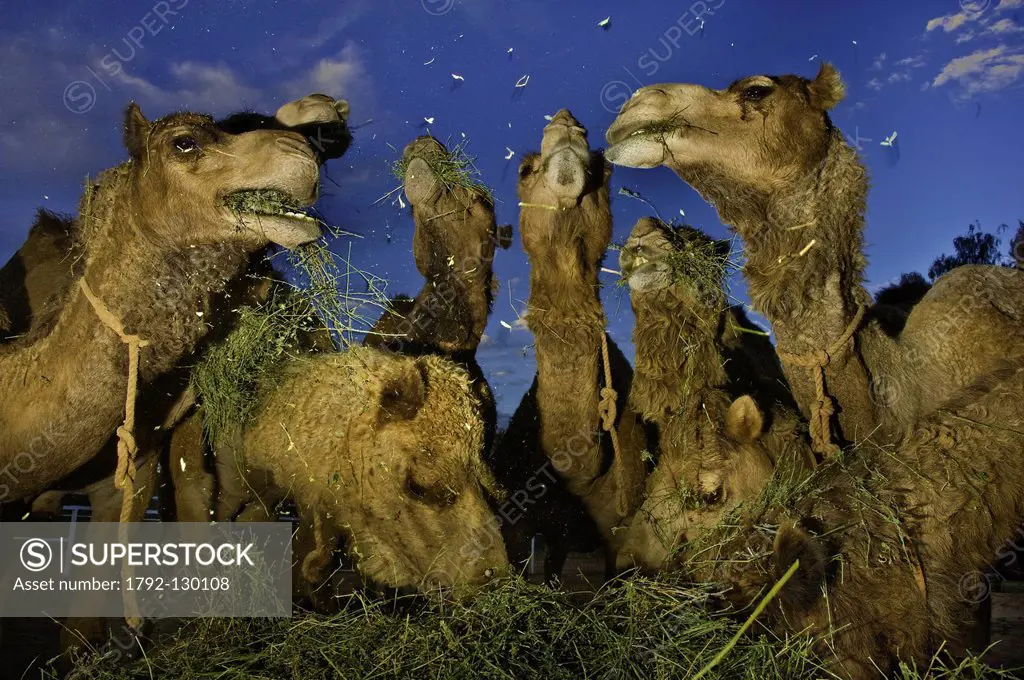 Australia, Northern Territory, Alice Springs, camel