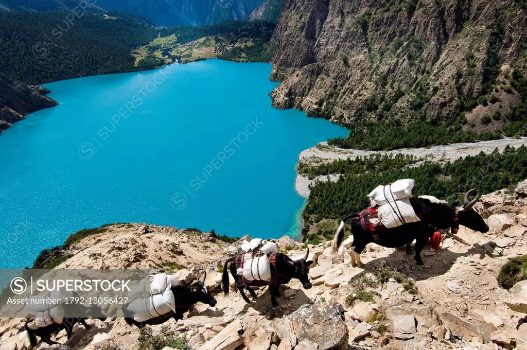 Nepal, Karnali Zone, Dolpo Region, Ringmo, Phoksumdo lake, caravan of dzos, hybrids of yaks