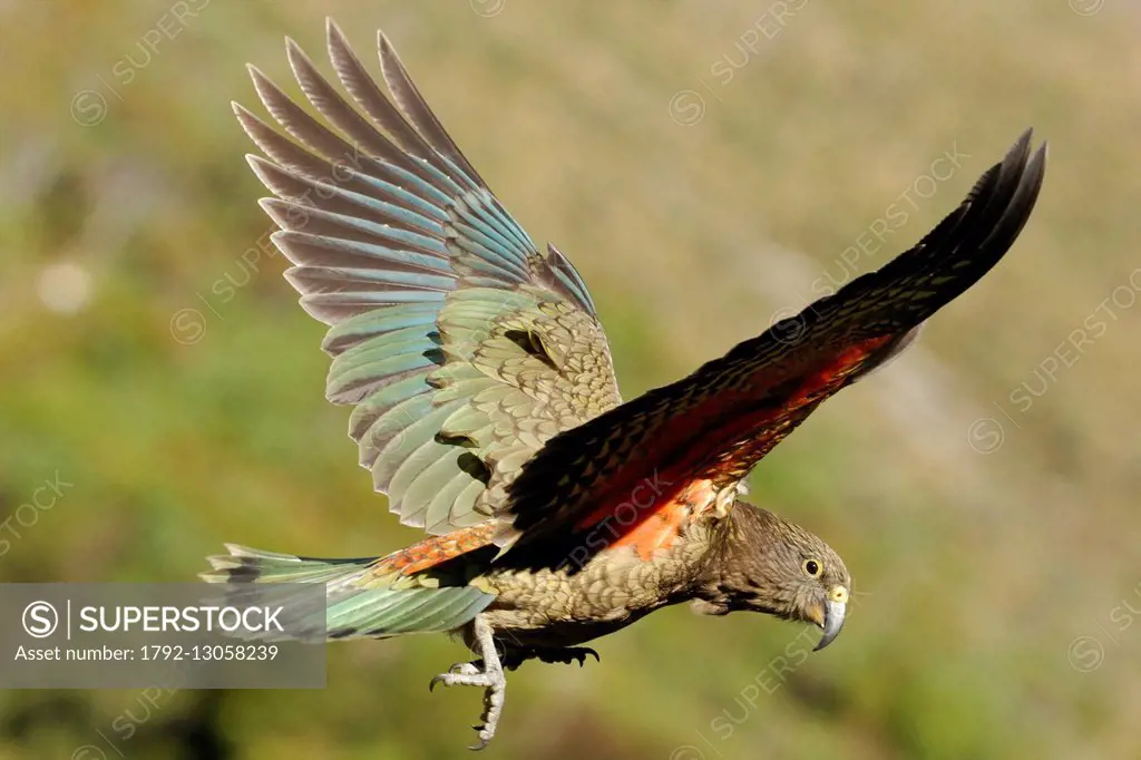New Zealand, South Island, Region of Canterbury, national park of Arthur's Pass, Nestor Kea (Nestor notabilis) flying on the pass of the park