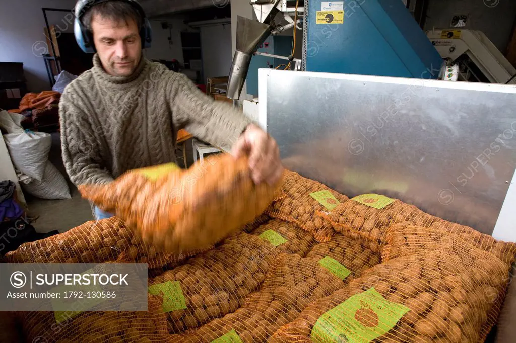 France, Isere, South Gresivaudan, packaging of the AOC Grenoble walnuts before shipment on a farm near Vinay