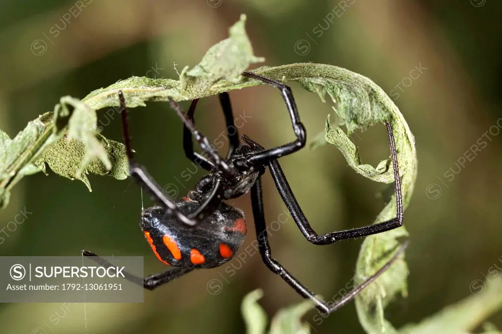 France, Corse du Sud, Araneae, Theridiidae, Mediterranean black widow (Latrodectus tredecimguttatus)