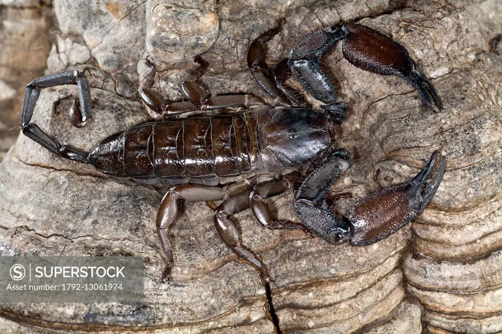 South Africa, Scorpiones, Hemiscorpiidae, Liochelinae, Flat Rock Scorpion (Hadogenes troglodytes)
