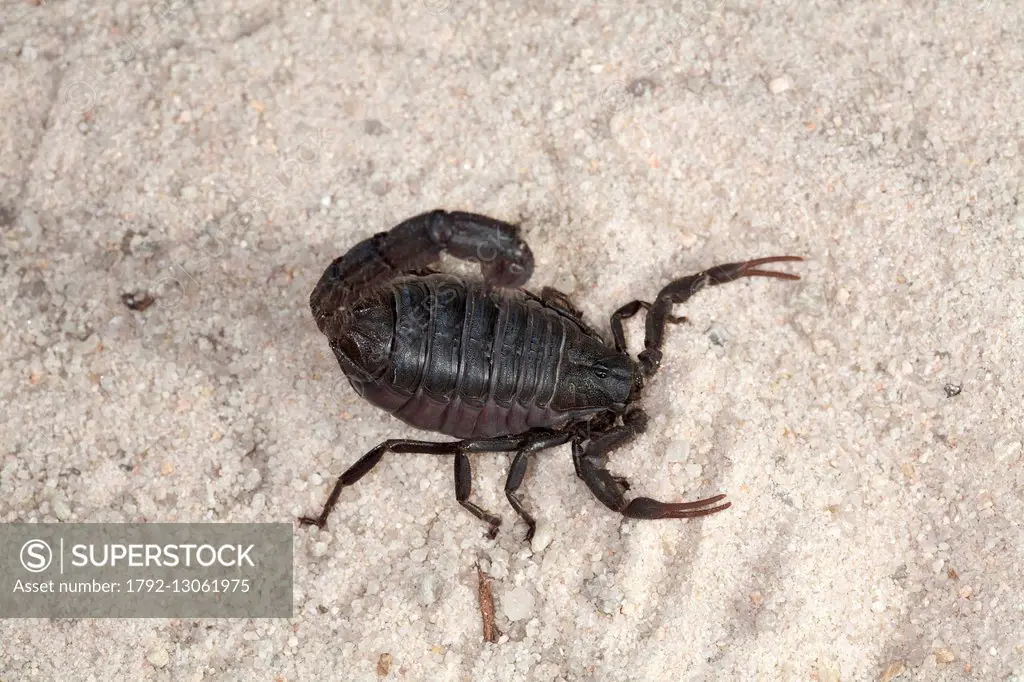 South Africa, Scorpiones, Buthidae, Black Tail Scorpion or Black Tail Spitting Scorpion (Parabuthus transvaalicus)