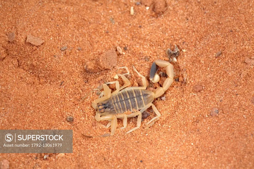 Egypt, Scorpiones, Buthidae, Death stalker, Palestine yellow scorpion, Omdurman scorpion or Israeli desert scorpion (Leiurus quinquestriatus)