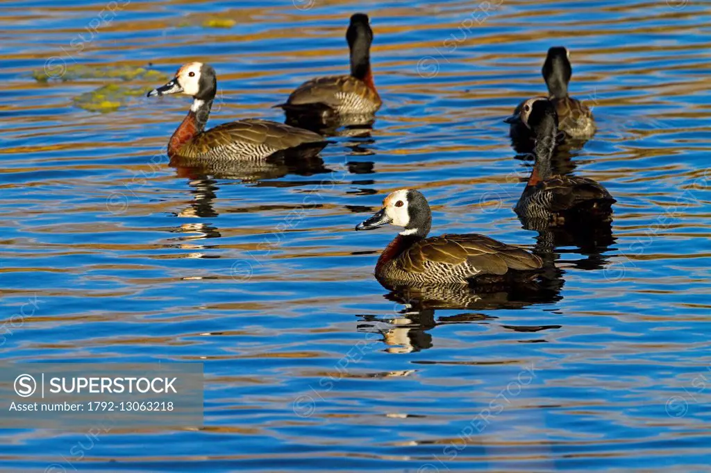 South Africa, Free State Province, White-faced Whistling Duck (Dendrocygna viduata)