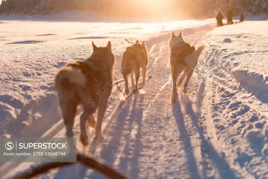 Sweden, Lapland, Norrbotten, Kiruna, dog sledding in Swedish Lapland