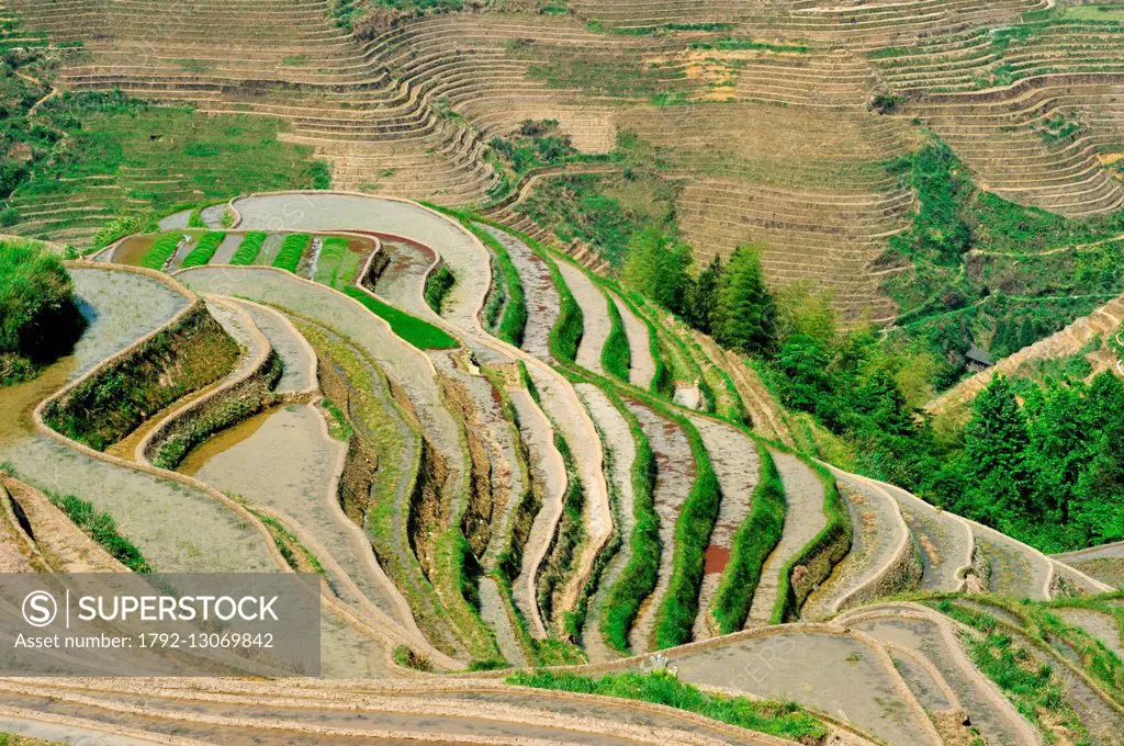 China, Guangxi Province, Longsheng, rice terraces at Longji