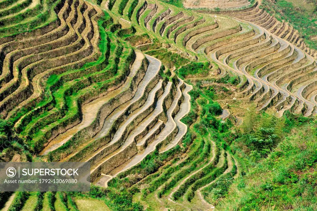 China, Guangxi Province, Longsheng, rice terraces at Longji
