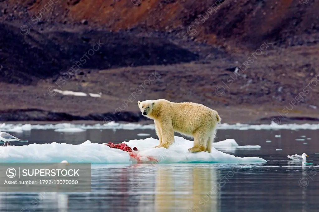 Norway, Svalbard, Spitsbergern, Polar Bear (Ursus maritimus) with pieces of a killed seal
