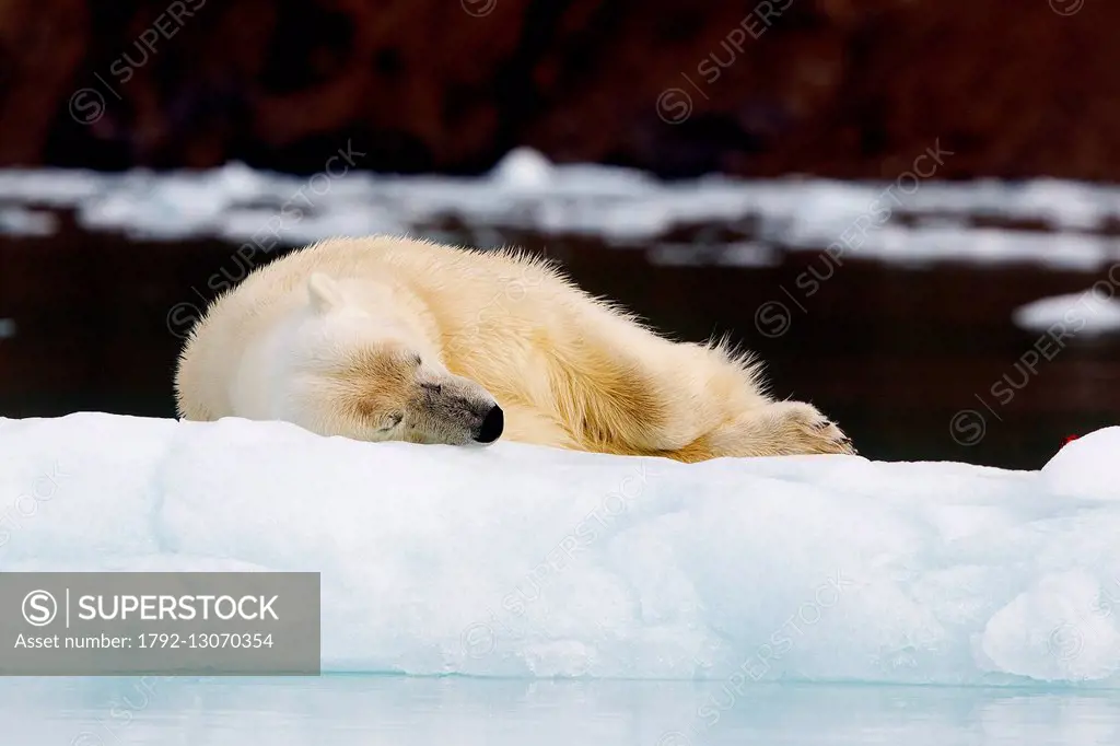 Norway, Svalbard, Spitsbergern, Polar Bear (Ursus maritimus) with pieces of a killed seal