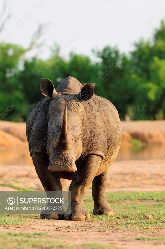 Swaziland, Lubombo district, Hlane Royal National Park, white rhinoceros or square-lipped rhinoceros (Ceratotherium simum)