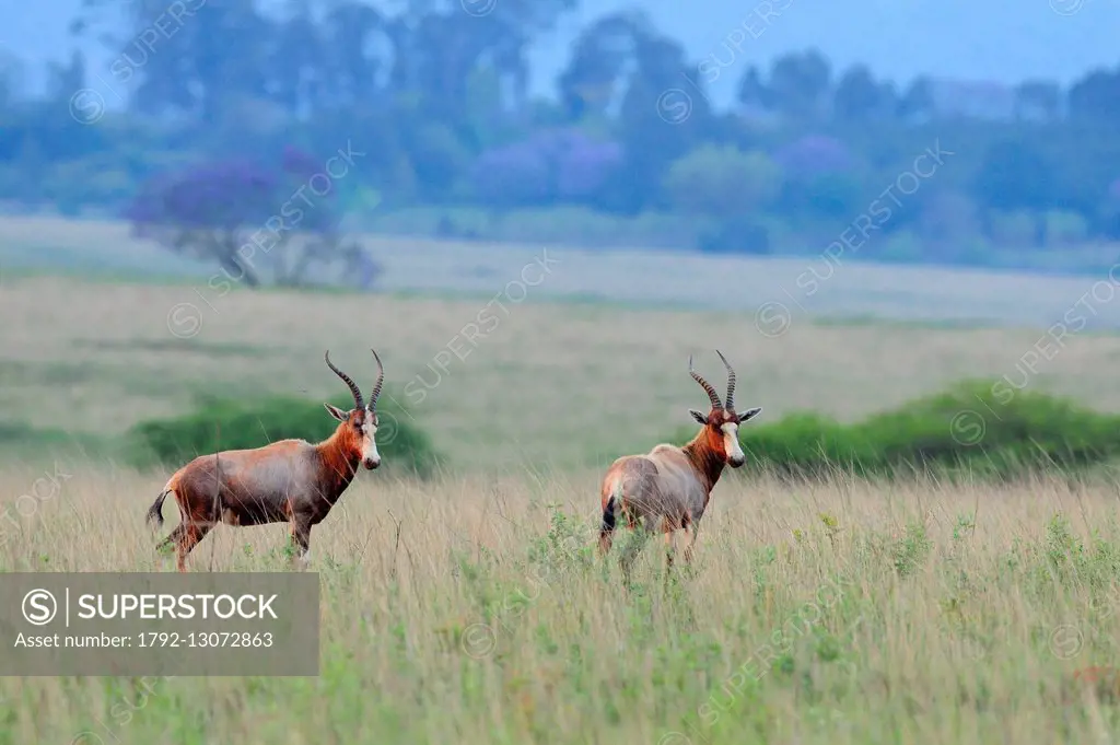 Swaziland, Hhohho district, Ezulwini valley (valley of Heaven), Mlilwane Wildlife Sanctuary, Blesbok (Damaliscus pygargus)