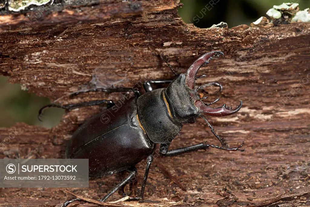 France, Morbihan, Coleoptera, Lucanidae, Stag beetle (Lucanus cervus), male, specie registered in the second appendix of the Habitats Directive of the...