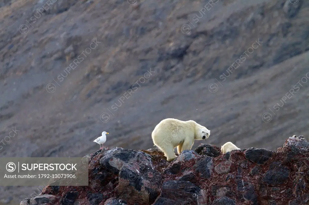 Norway, Svalbard, Spitsbergern, Polar Bear (Ursus maritimus), female and young, near by a nest of Glaucous Gull, the birds are attacking the bears