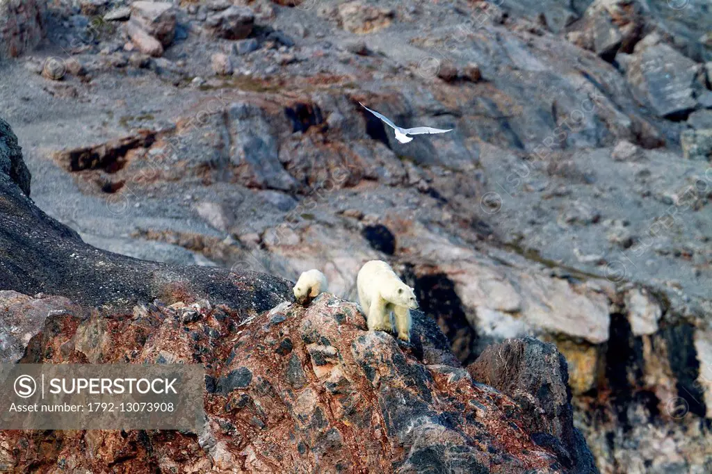 Norway, Svalbard, Spitsbergern, Polar Bear (Ursus maritimus), female and young, near by a nest of Glaucous Gull, the birds are attacking the bears