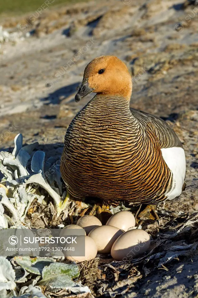 Falkland Islands, Saunders island, Upland Goose or Magellan Goose (Chloephaga picta), on the nest