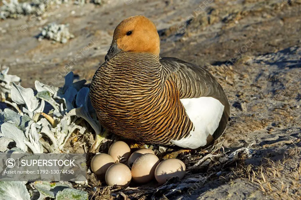 Falkland Islands, Saunders island, Upland Goose or Magellan Goose (Chloephaga picta), on the nest