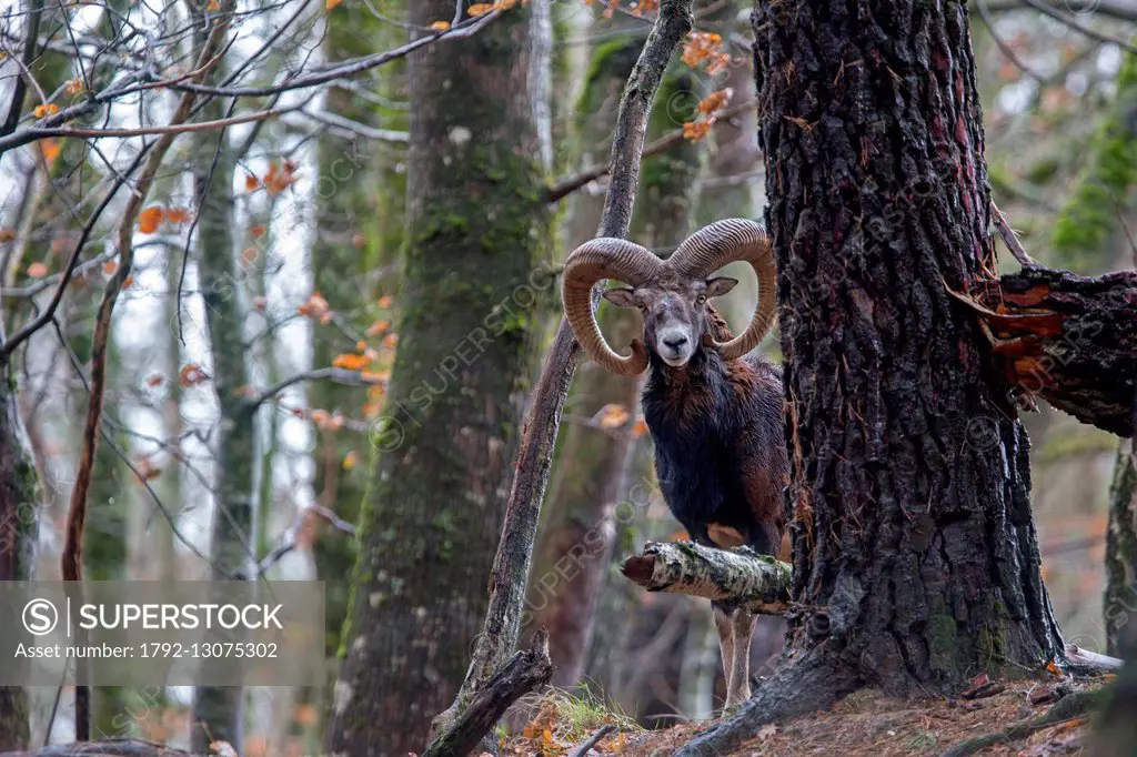 France, Haute Saone, Private park, Mouflon Rams (Ovis ammon musimon)