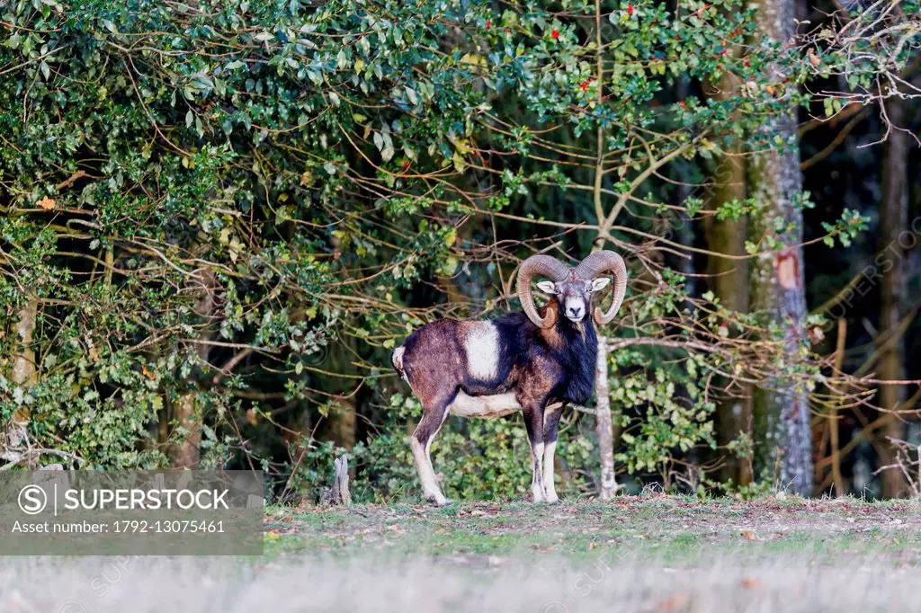 France, Haute Saone, Private park, Mouflon Rams (Ovis ammon musimon)