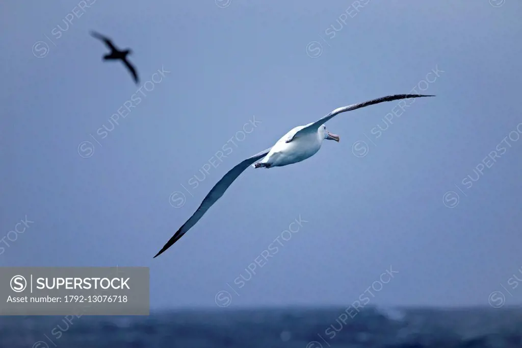 Antarctic, Ocean between Falklands Islands and South Georgia, Wandering Albatross (Diomedea exulans)