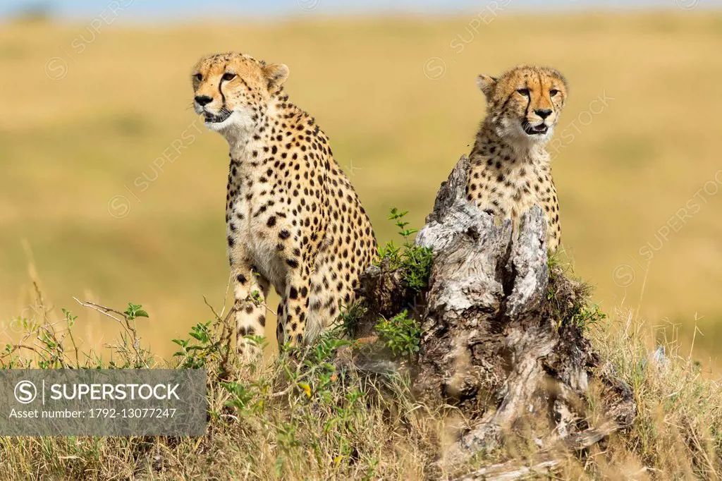 Kenya, Masai-Mara Game Reserve, Cheetah (Acinonyx jubatus), female and immature