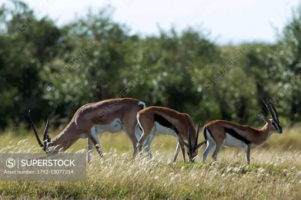 Kenya, Masai-Mara game reserve, Thomson's gazella (Gazella Thomsonii) and Grant's gazelle (Gazella granti)