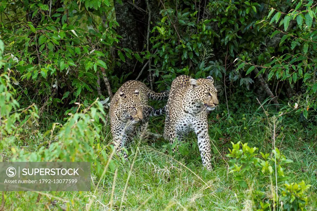 Kenya, Masai-Mara game reserve, leopard (Panthera pardus), female and immature
